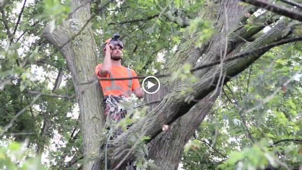 Rock's Tree Service