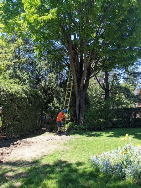 Rock's Tree Service