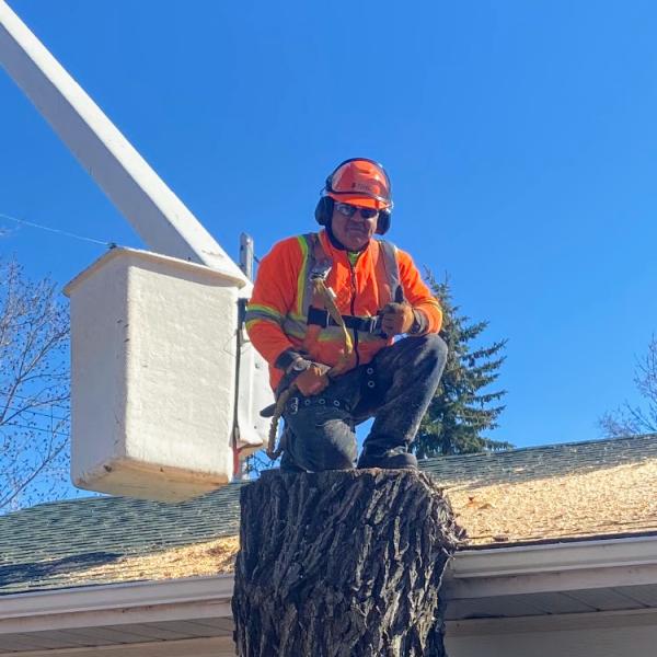 Viking Tree Services