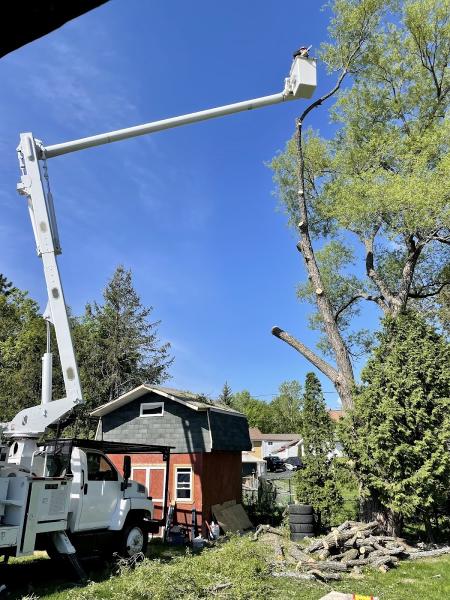 Franks Family Tree Service