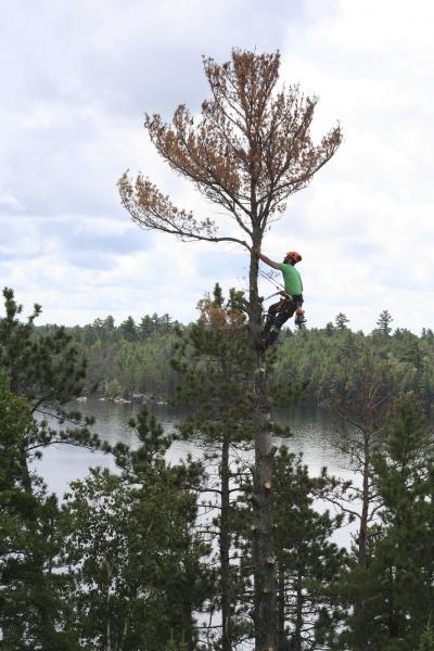 Franks Family Tree Service