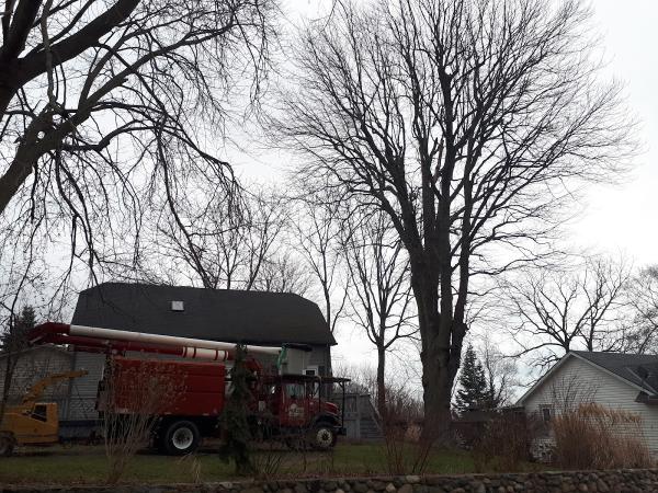 Friesen Tree Services