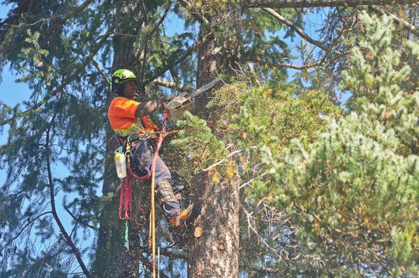 Pacific Rim Tree Service