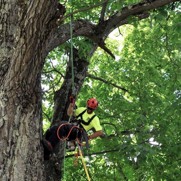 Arboria Arboriculture-Maître Grimpeur