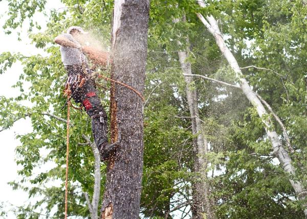 Arbor-Us Total Tree Service Inc.