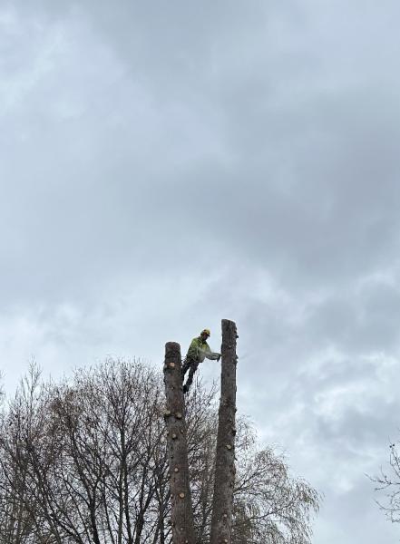 Pend Oreille Tree Works