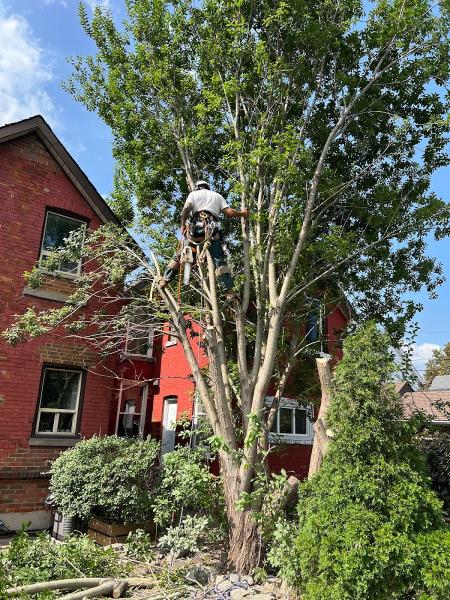 Urban Leaf Consulting & Tree Services