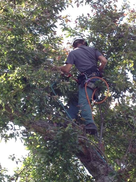 Urban Leaf Consulting & Tree Services