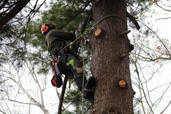 North Ridge Forestry