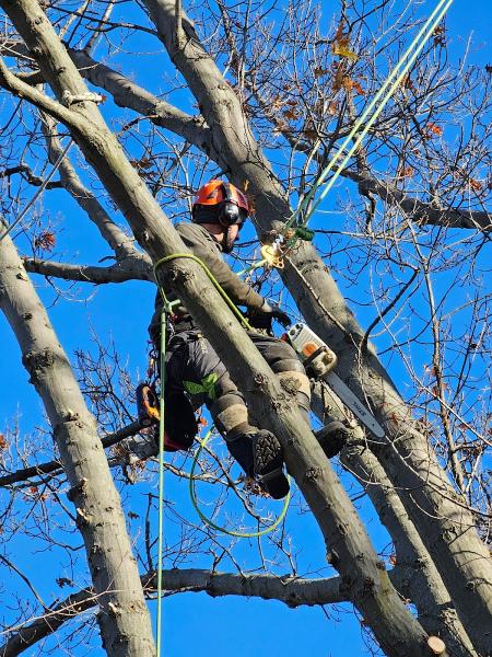 North Ridge Forestry