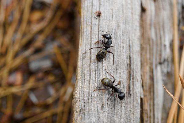 Brisebois Extermination