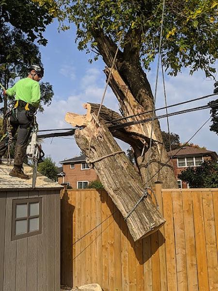 Toronto Tree Removal