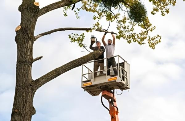 Toronto Tree Removal