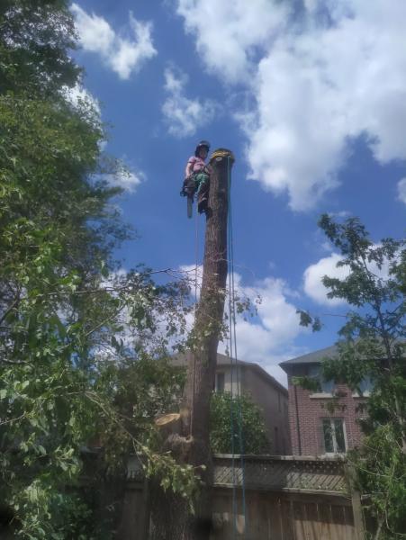 Toronto Tree Removal