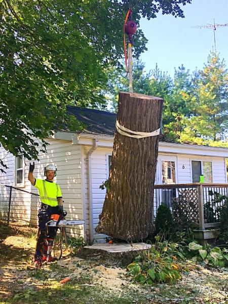 Alpine Arborist Professional Tree Care