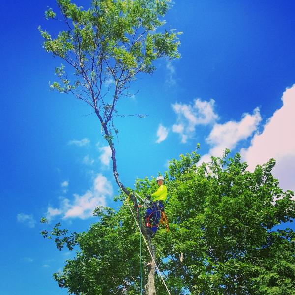 Alpine Arborist Professional Tree Care