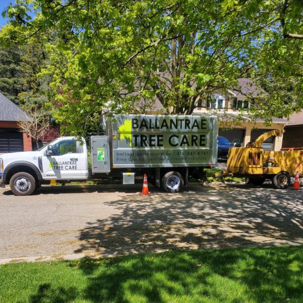 Ballantrae Tree Care