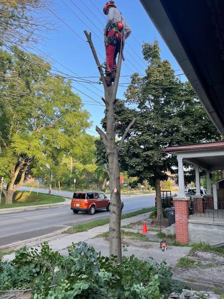 A Cut Above Tree Experts