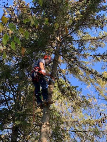 Ridgetop Tree Service