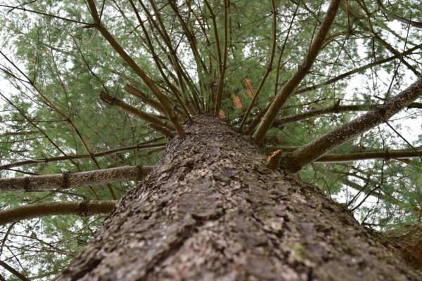 Ridgetop Tree Service