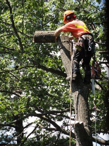 Boshkung Lake Tree Service