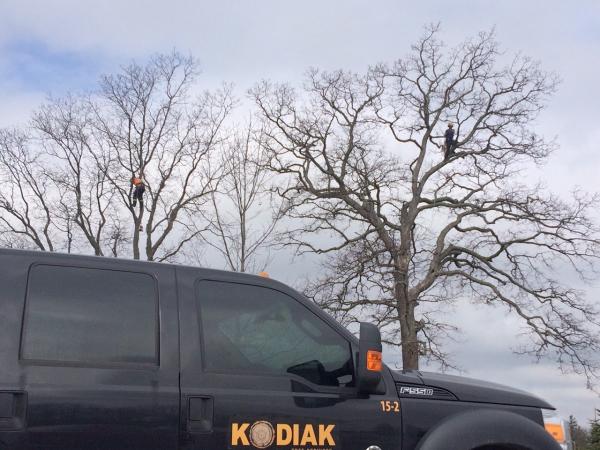 Kodiak Tree Services