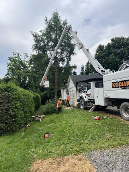 Kodiak Tree Services