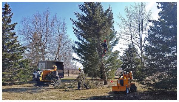 Services d'Arbres Tessier