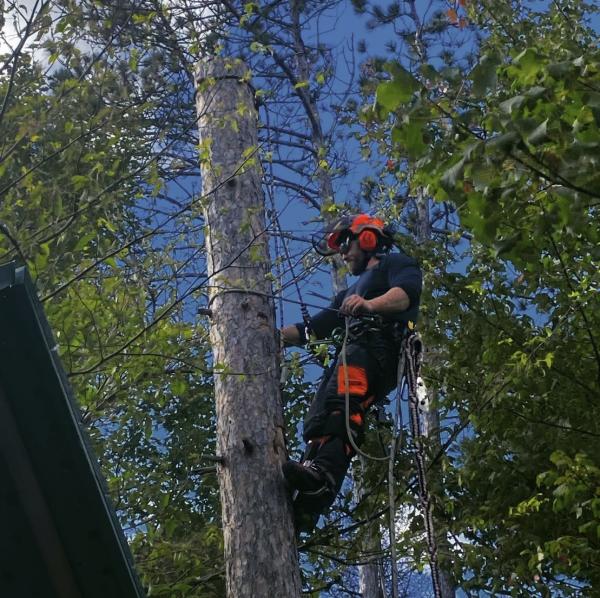 Pro Tree Service