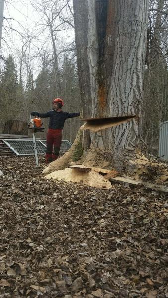 Lumberjack Clearing