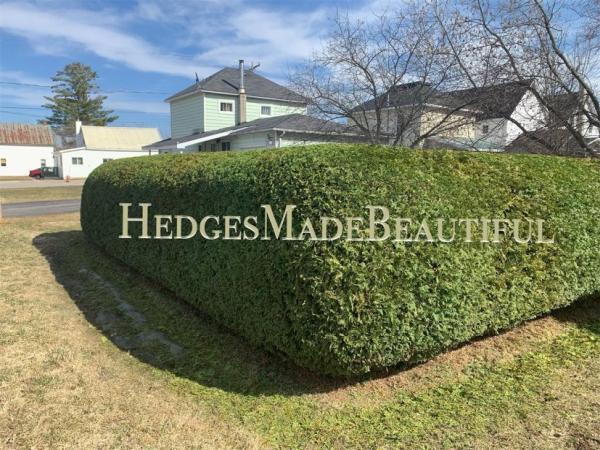 Hedges Made Beautiful