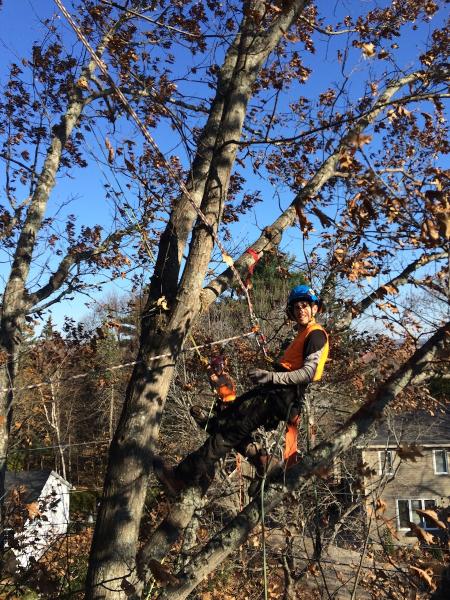 Wildwood Tree Services