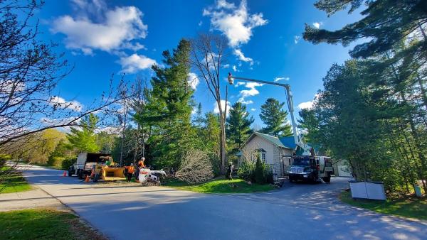 North Simcoe Tree Service