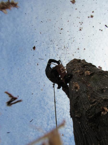 Aesthetic Tree & Hedge Services