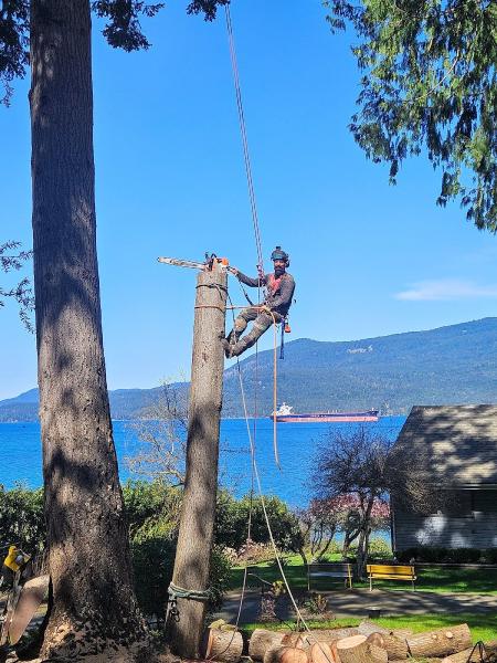 Tree Beard Arbor Care