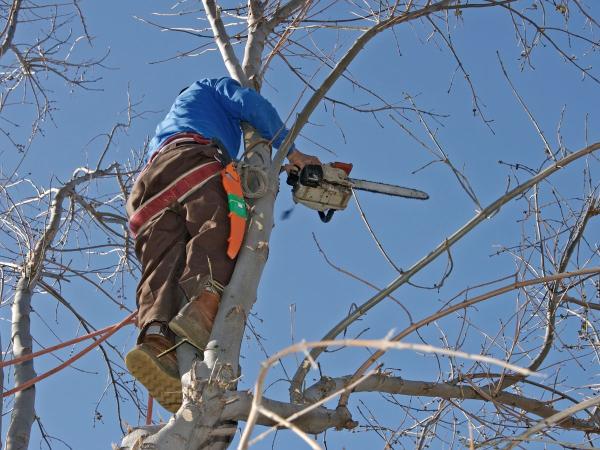 Pine Valley Tree Services