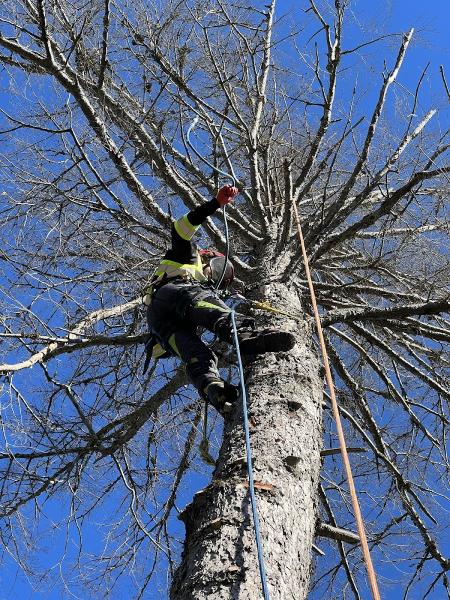 Foxwood Tree Care