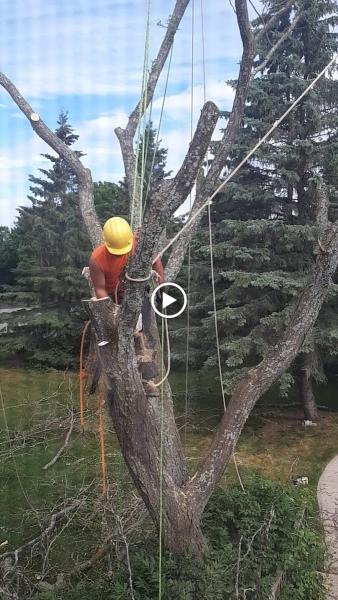 Ottawa Tree Trimming