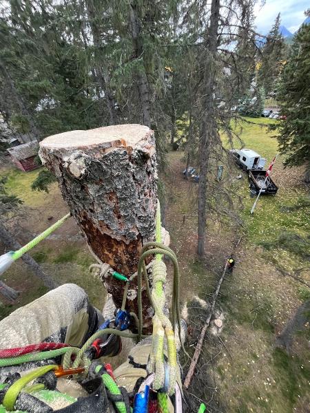 Rockyview Tree Service