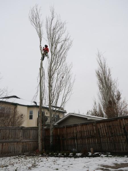 Rockyview Tree Service