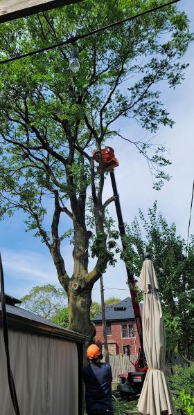 Landgraff Tree Service