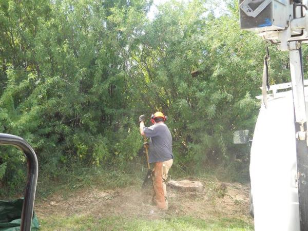 Whiting Tree Service