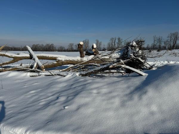 Solomon Tree Service