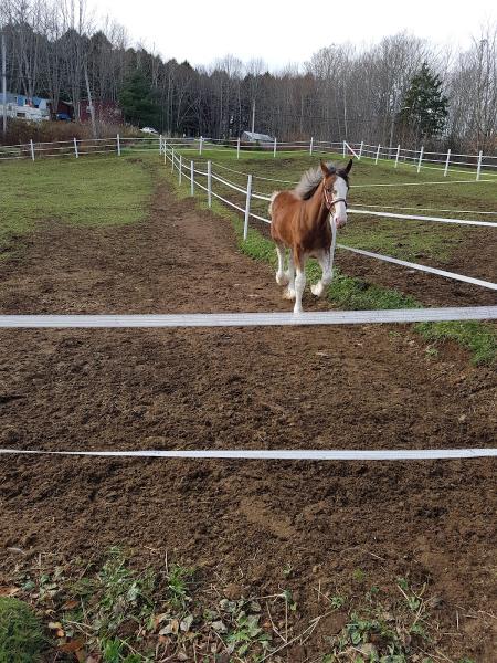 DA Macgregor Electric Ltd