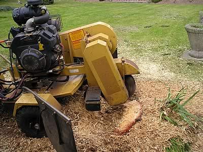 Affordable Stump Removal