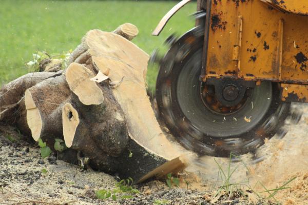 Affordable Stump Removal