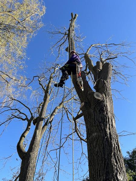 Cut Above Tree Services