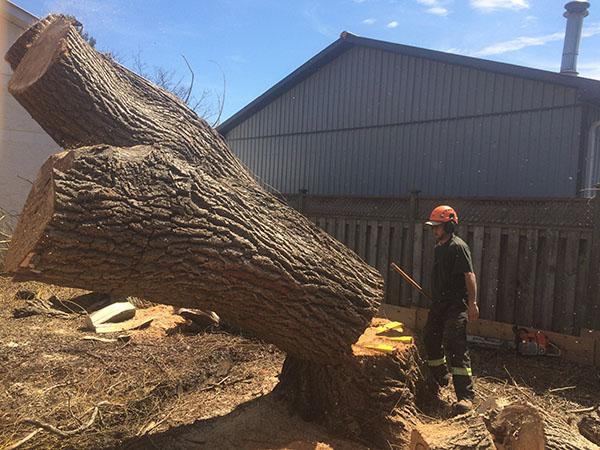 Alex Pol Tree Services