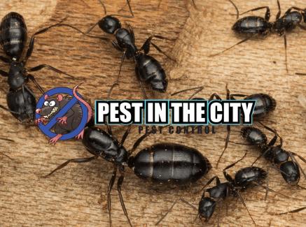 Pest In the City