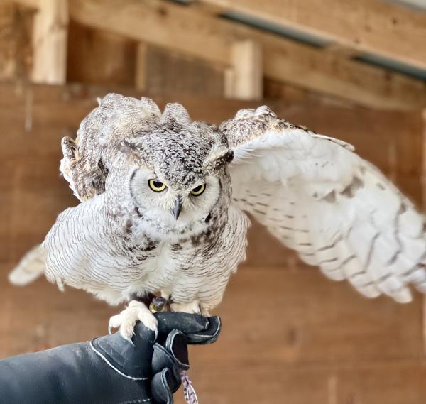 Hawkeye Bird and Animal Control & Falconry Experience Acton